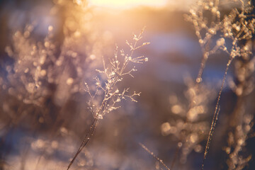 食育教育的内容是什么？