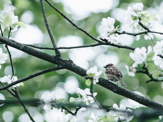 三年级科学植物有哪些相同的特点教案
